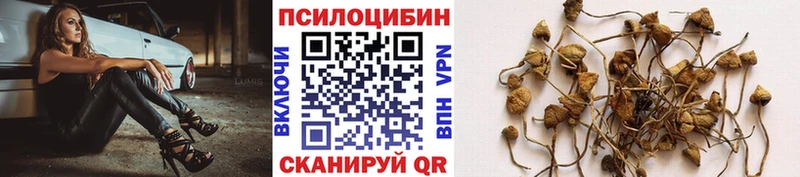 Галлюциногенные грибы Psilocybe  Купить где  Лермонтов 